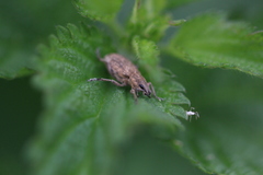 Tanymecus palliatus