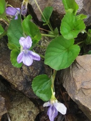 Viola sacchalinensis