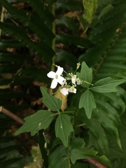 Cardamine angulata