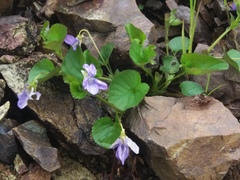 Viola sacchalinensis