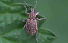 Tanymecus palliatus