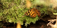 Heteronympha banksii
