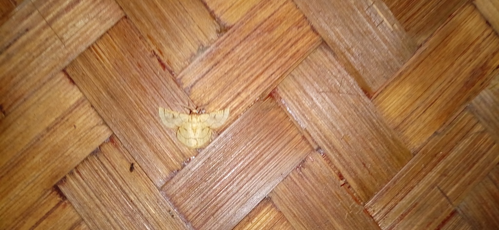 Bhaware Insect Butterflies and Moths from Bhare, Maharashtra 412115, India on July 27 ...