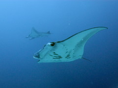 Mobula alfredi