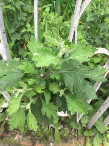 Artemisia myriantha iNat (2)
