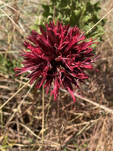 Echinops amplexicaulis