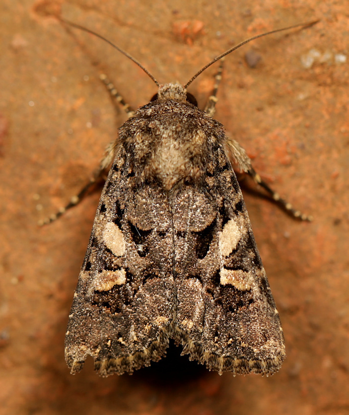 Tycomarptes