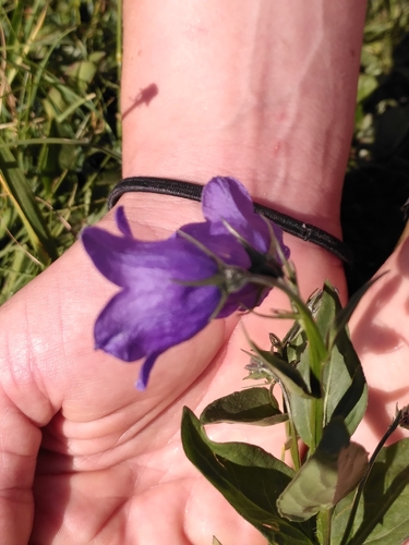 Image of Campanula rhomboidalis by (c) Loïc Chalmandrier, some rights reserved (CC BY)