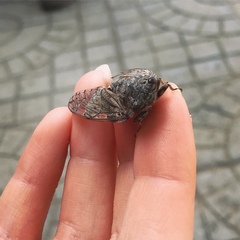 Platypleura kaempferi