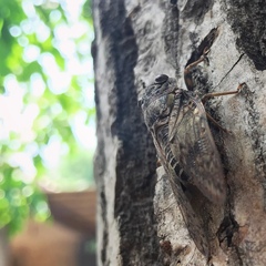 Platypleura kaempferi