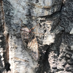 Platypleura kaempferi