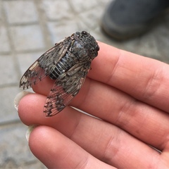 Platypleura kaempferi