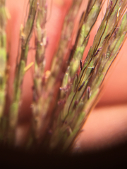 Dichanthium annulatum