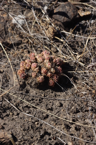 Psammotropha mucronata, photograph 4