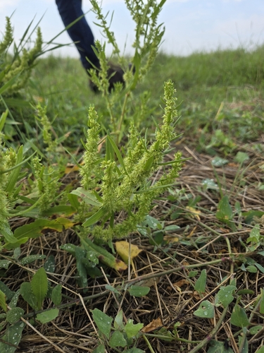 Image of Golden Dock (Rumex fueginus) by (c) Trin Baie, some rights reserved (CC BY)