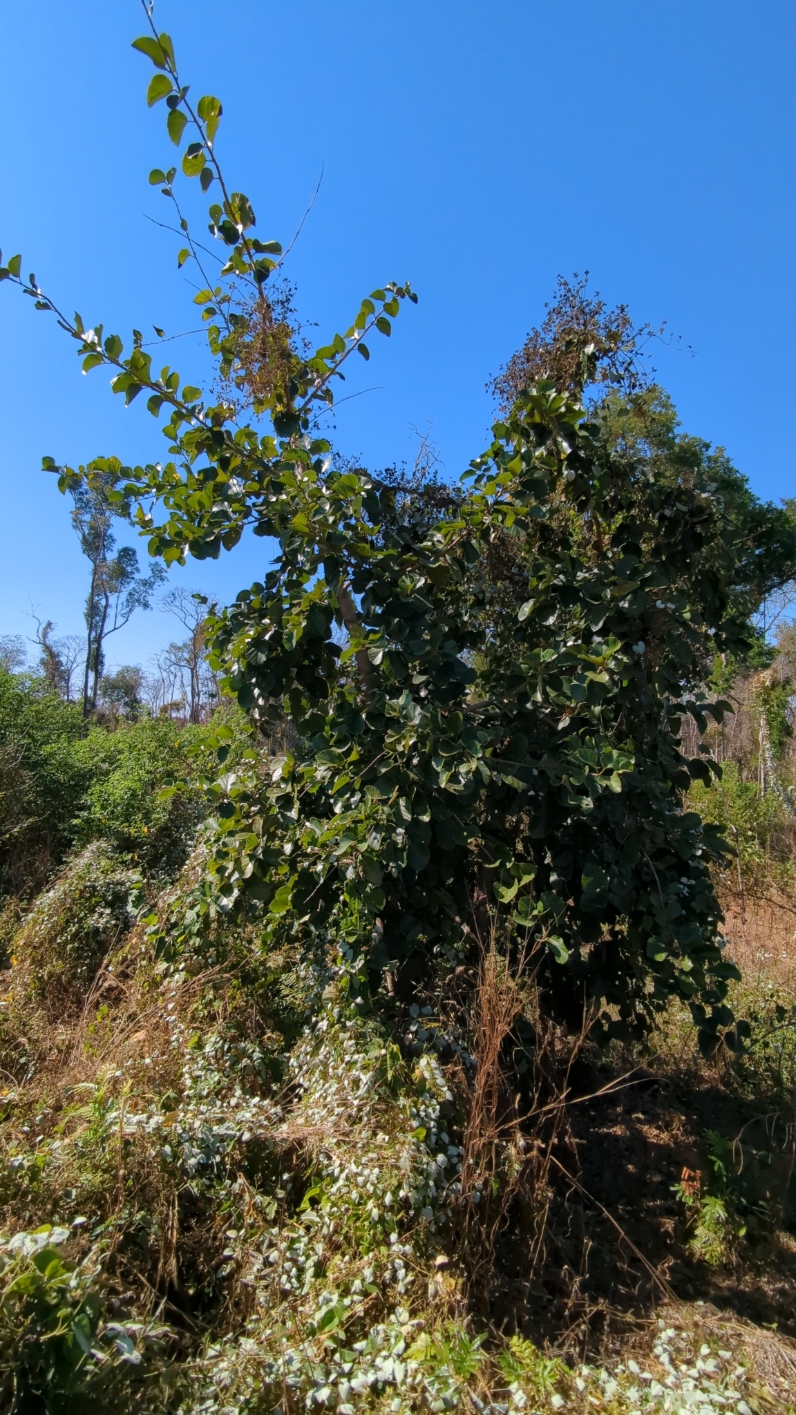 Imagem de Pombeiro