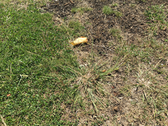 Dichanthium annulatum