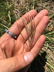 Dichanthium annulatum