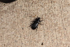 Platycerus