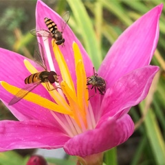 Episyrphus balteatus