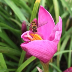 Episyrphus balteatus