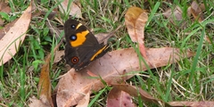 Tisiphone abeona albifascia