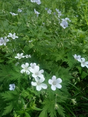 Geranium asiaticum