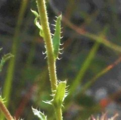 Xanthisma gymnocephalum