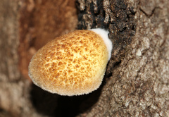 Crepidotus eucalyptorum