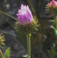 Xanthisma gymnocephalum