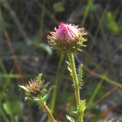 Xanthisma gymnocephalum