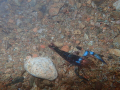 Macrobrachium hancocki