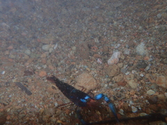 Macrobrachium hancocki