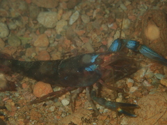 Macrobrachium hancocki