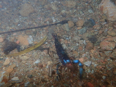 Macrobrachium hancocki