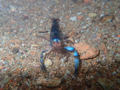 Macrobrachium hancocki