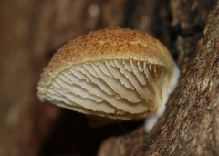 Crepidotus eucalyptorum