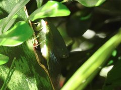 Chremistica ochracea