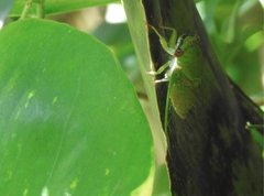 Chremistica ochracea