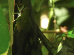 Chremistica ochracea