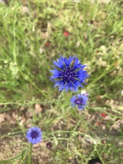 Centaurea cyanus