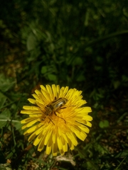 Brachyta interrogationis