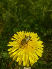 Brachyta interrogationis