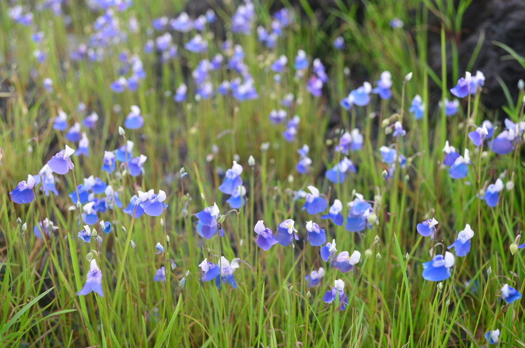 Utricularia albocaerulea Dalzell
