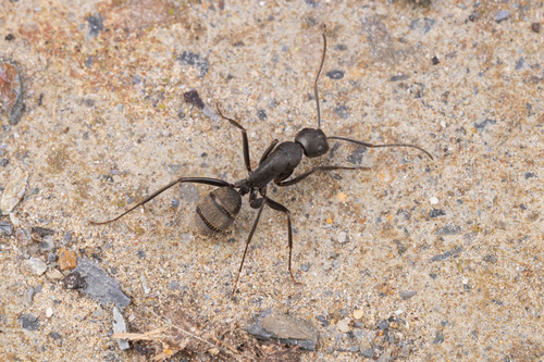 Japanese Carpenter Ant