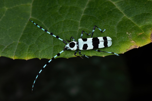 Rosalia coelestis