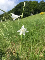 Paradisea liliastrum