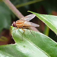 Dichaetomyia norrisi
