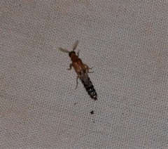 Distremocephalus texanus
