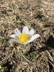 Pulsatilla vernalis